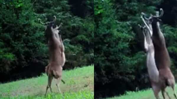Deer Fight: రెండు కాళ్ళు ఎత్తి .. కొమ్ములతో కుమ్ముకున్న రెండు ఆడ జింకలు.. ఆడోళ్ళు కదా అంటూ ఫన్నీ కామెంట్స్