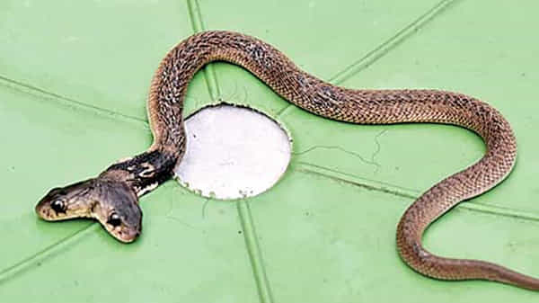Two Headed Cobra: వామ్మో రెండు తలల నాగుపాము..! చూస్తే ఆశ్చర్యపోతారు..