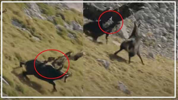 Eagle Attack: సింహం.. చిరుత వేటాడితే ఎలా ఉంటుందో చూశారు.. కానీ ఓ పక్షి దాడి చేస్తే..