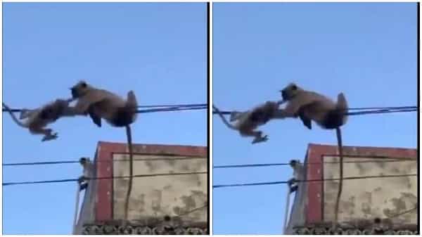 Viral Video : విద్యుత్ని లెక్కచేయకుండా ప్రాణాలకు తెగించి బిడ్డను కాపాడుకున్న తల్లి కోతి..!