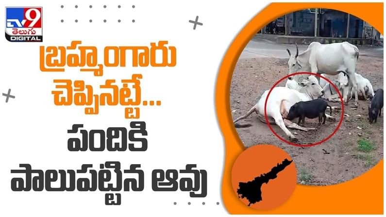 Viral Video: బ్రహ్మంగారు చెప్పినట్టే.. పందికి పాలుపట్టిన ఆవు..!! వీడియో