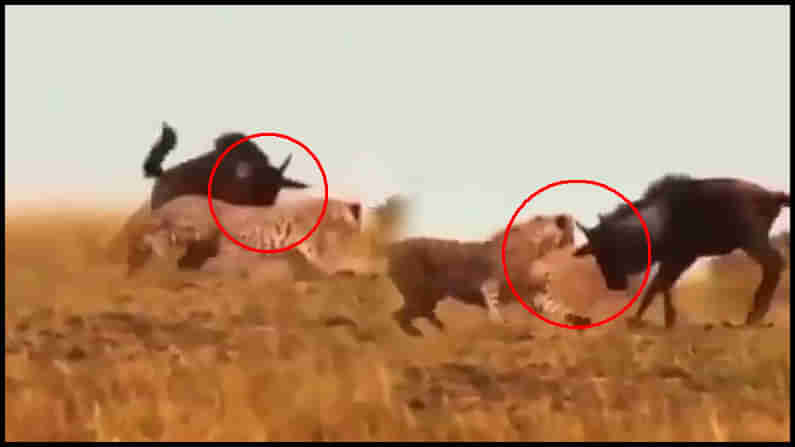 Viral Video: అడవి దున్నపై చిరుత మెరుపు దాడి.. కట్ చేస్తే సీన్ రివర్స్.. చూస్తే ఆశ్చర్యపోవాల్సిందే..