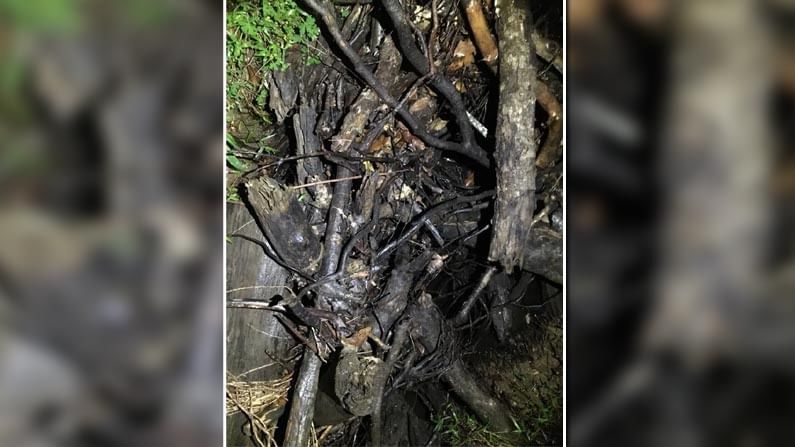 Viral Pic: ఈ ఫోటోలో పాము ఎక్కడుందో కనిపెట్టండి.! చాలామంది ఫెయిల్ అయ్యారు..