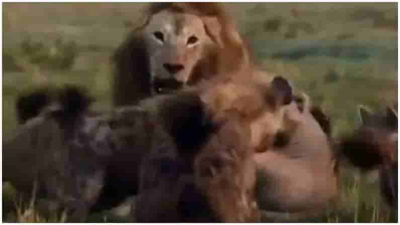 Viral Video : ఒంటరి సింహంపై హైనాల మంద దాడి..! అందుకే ఆపదలో ఆదుకునే నేస్తం ఉండాలంటారు..