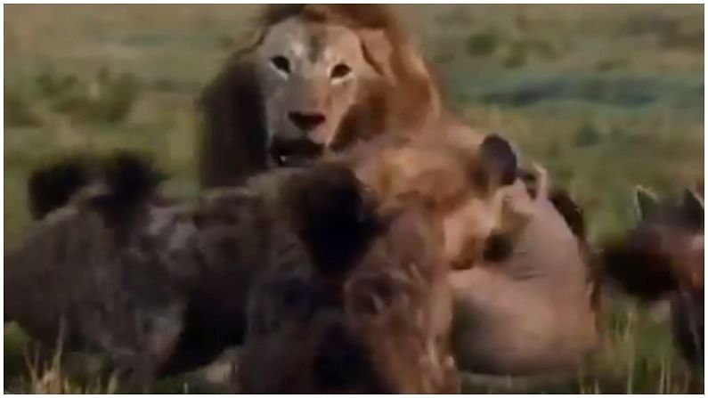 Viral Video : ఒంటరి సింహంపై హైనాల మంద దాడి..! అందుకే ఆపదలో ఆదుకునే నేస్తం ఉండాలంటారు..