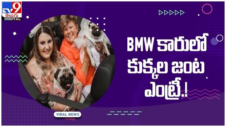 Viral Video: కుక్కల పెళ్లికి మనుషుల హడావిడి.. నెట్టింట వీడియో వైరల్