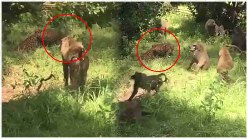 Viral Video: కోతుల మందపై సింగల్‌గా చిరుత ఎటాక్.. కట్ చేస్తే సీన్ రివర్స్.. చివరికి ఏం జరిగిందంటే.?