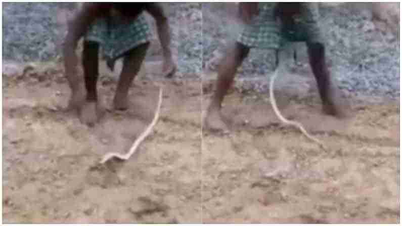 Viral Video: పామే కదా అని ఆడిద్దామనుకున్నాడు..ఒళ్ళుమండిన పాము ఏం చేసిందో చూశారంటే పొట్టచెక్కలవడం ఖాయం!