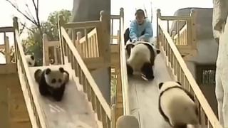 Friendship Day Special: ఇది కదా స్నేహమంటే.. కోతి పిల్లలతో బాతు పిల్లల చెలిమి.. ఎంత క్యూట్‌గా ఉన్నాయో..!