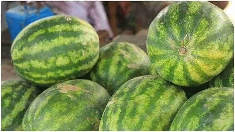 War for Watermelon: పుచ్చకాయ కోసం రెండు రాజ్యాల మధ్య భీకర యుద్ధం.. ప్రాణాలు కోల్పోయిన వేలాది సైనికులు..