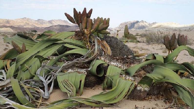 Welwitschia Plant : ముప్పై తరాలైన ఈ మొక్క ఎండిపోదు..! మీరెప్పుడైనా దీనిని చూశారా..?