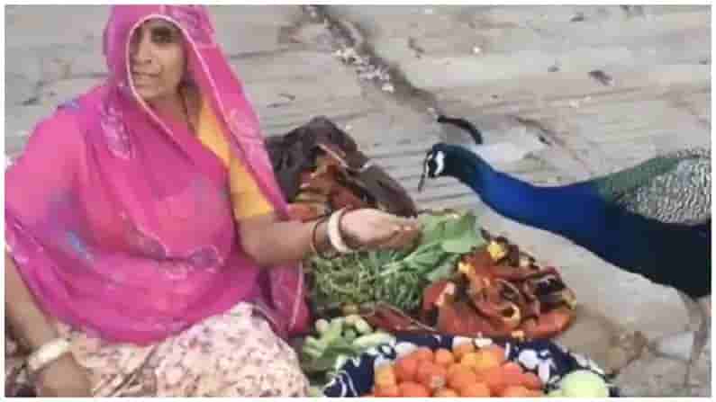 అందమైన మయూరానికి ఆహారం.. ఆ మహిళదే ఔదార్యం... ఆకట్టుకుంటున్న వీడియో