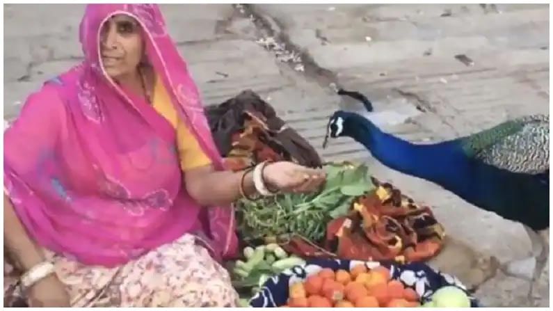 అందమైన మయూరానికి ఆహారం.. ఆ మహిళదే ఔదార్యం... ఆకట్టుకుంటున్న వీడియో