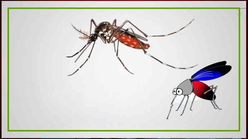 World Mosquito Day: ఈరోజు దోమల సంబరాల దినోత్సవం.. వాటిని తిప్పి కొట్టేందుకు మీరు కూడా ఇలా ప్లాన్ చేసుకోండి..