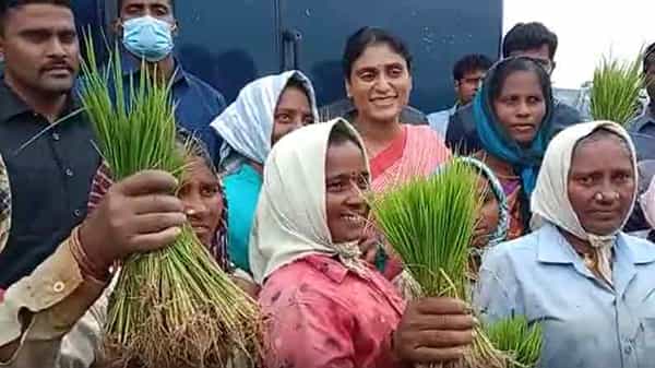 YS Sharmila: నక్సల్స్ ప్రభావిత ప్రాంతాల్లో వైయస్ షర్మిల పర్యటన.. ఆదివాసీ ఆచార సాంప్రదాయాలతో స్వాగతం