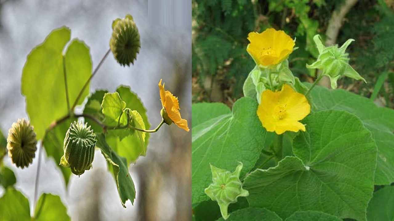 Abutilon Indicum: రోడ్డుసైడ్‌ని పెరిగే కలుపు మొక్కే.. పిచ్చి కుక్క కాటుకు, పురుషుల్లో లైంగిక సమస్యలకు చక్కటి ఔషధం.. తుత్తుర బెండ