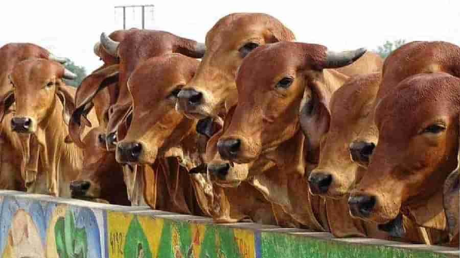 Animal Farmers: పాడి రైతులకు తక్కువ వడ్డీకే రుణాలు.. ఇలా దరఖాస్తు చేసుకుంటే సులువుగా లభిస్తుంది..