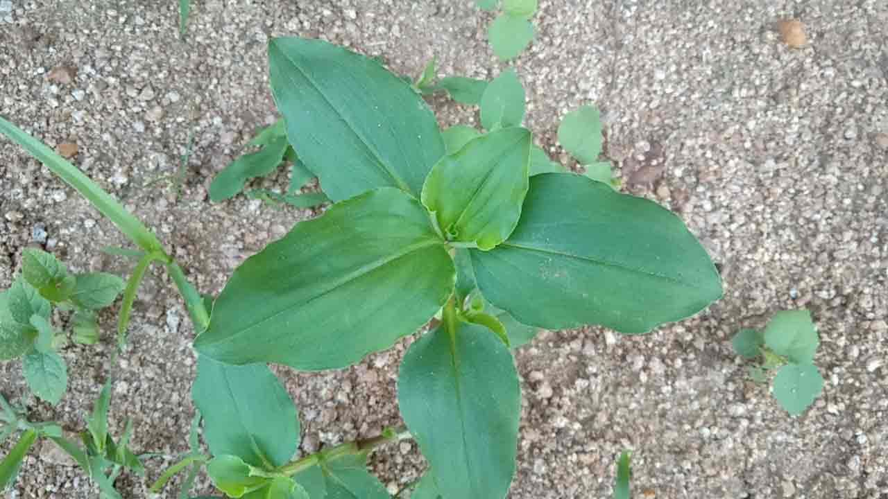 Medicinal Plants: కలుపు మొక్కగా పెరిగే ఈ మొక్క.. మహిళలకు దివ్య ఔషధం.. ఆయుర్వేద మెడిసిన్.. ఆరోగ్యప్రయోజనాలు ఏమిటంటే