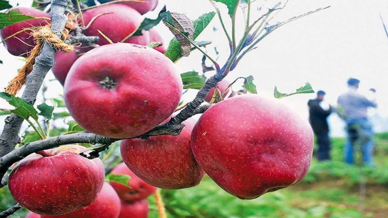 Himachal Apples: యాపిల్‌ పంట రైతుల కంట కన్నీరు.. గిట్టుబాటు ధర లేక ఇబ్బందులు