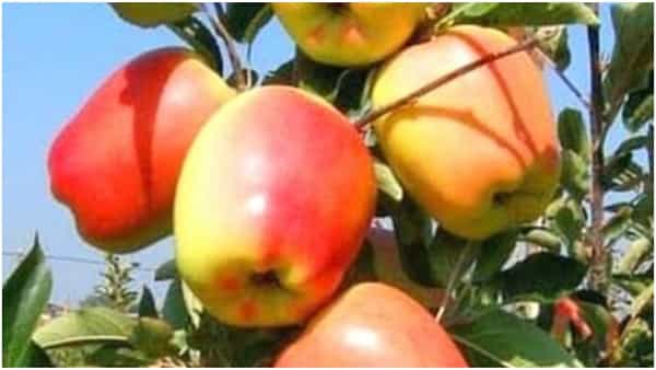 మహారాష్ట్ర రైతు సాధించాడు..! హిమాచల్ ప్రదేశ్ ఆపిల్ని వేడి ప్రాంతమైన నాసిక్లో పండించాడు..