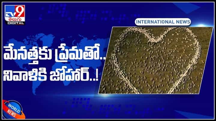 గొర్రెలతో హృదయాకారంలో చనిపోయిన మేనత్తకు నివాళి.. వైరల్ అవుతున్న వీడియో..:Tribute With Sheeps Video. గొర్రెలతో హృదయాకారంలో చనిపోయిన మేనత్తకు నివాళి.. వైరల్ అవుతున్న వీడియో..:Tribute With Sheeps Video.