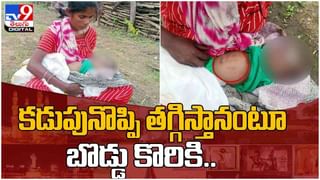 Viral Video: మూత్రం పోసేందుకు టాయ్‌లెట్‌కి వెళ్తున్న ఆవులు.. వీడియో