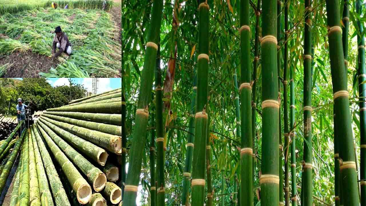 Bamboo Farming: చదివింది ఎల్‌ఎల్‌బీ.. చేసేది వ్యవసాయం.. అంతరపంటగా వెదురు.. 7 ఏళ్లలో 4 రెట్లు లాభాలు ఆర్జించిన రైతు