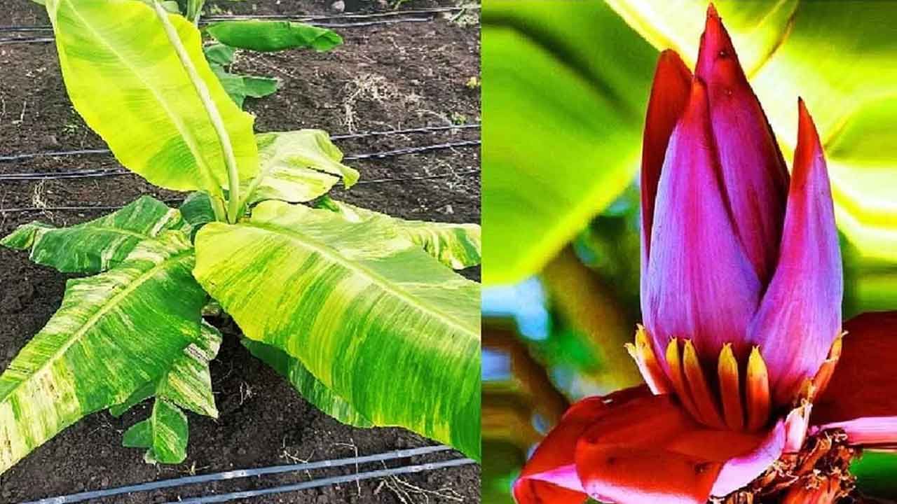 Banana Flower: అరటి పువ్వులో దాగున్న అద్భుత గుణాలు..! క్యాన్సర్, గుండె జబ్బులకు దివ్య ఔషధం..