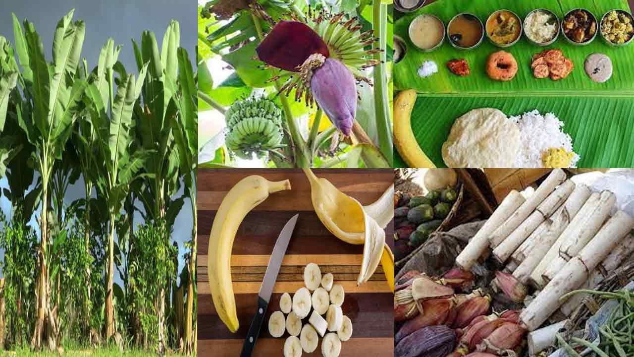 Banana In Ayurveda: ప్రకృతి ప్రసాదించిన ఔషధం అరటి చెట్టు.. దీని పువ్వు, కాండం, ఆకు అన్నీ ఆయుర్వేద వైద్యంలో ఉపపయోగాలే