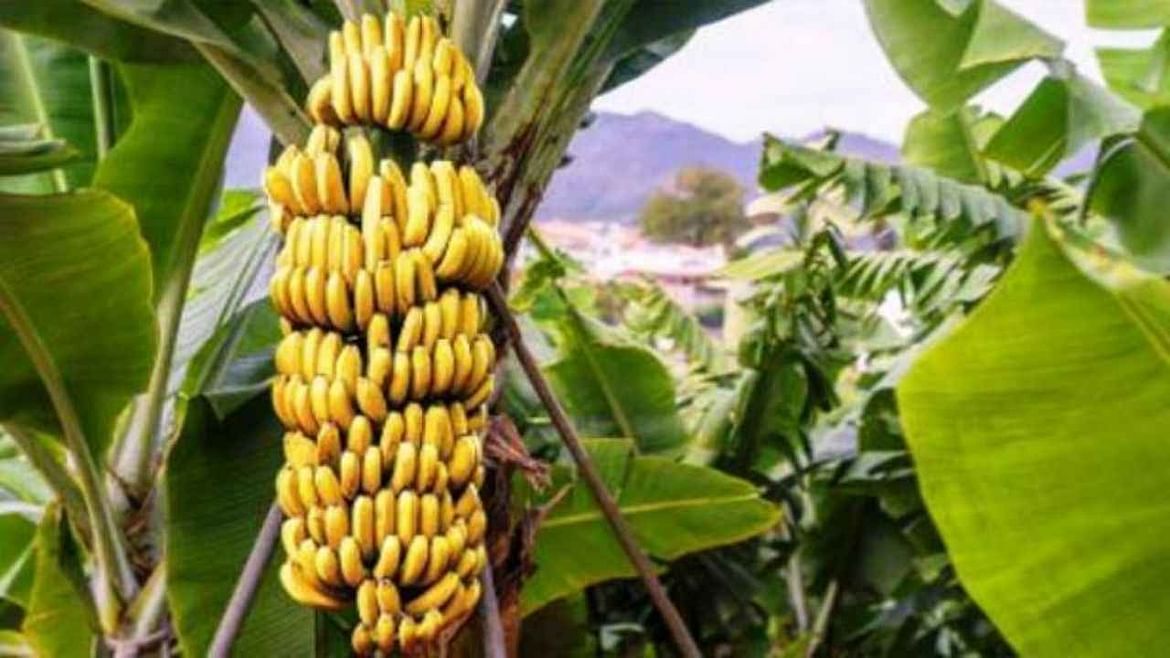 Banana Leaves: అరటి ఆకులతో బంపర్ ఆదాయం.. పెట్టుబడి తక్కువ ఆదాయం ఎక్కువ..