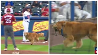 Viral Video: సింహాన్ని బెదరగొట్టిన తాబేలు.. చుక్కలు చూపిందిగా.. అద్భుతమైన వీడియో మీకోసమే.!