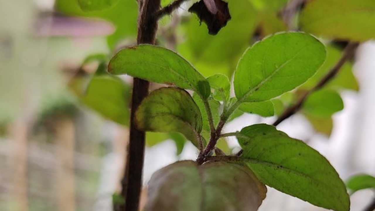 Basil Leaves