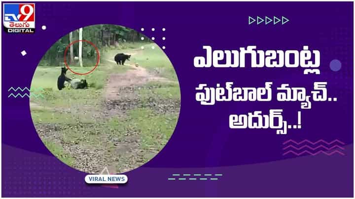 Viral Video: ఎలుగుబంట్ల ఫుట్బాల్ మ్యాచ్.. అదుర్స్.. వీడియో Viral Video: ఎలుగుబంట్ల ఫుట్బాల్ మ్యాచ్.. అదుర్స్.. వీడియో