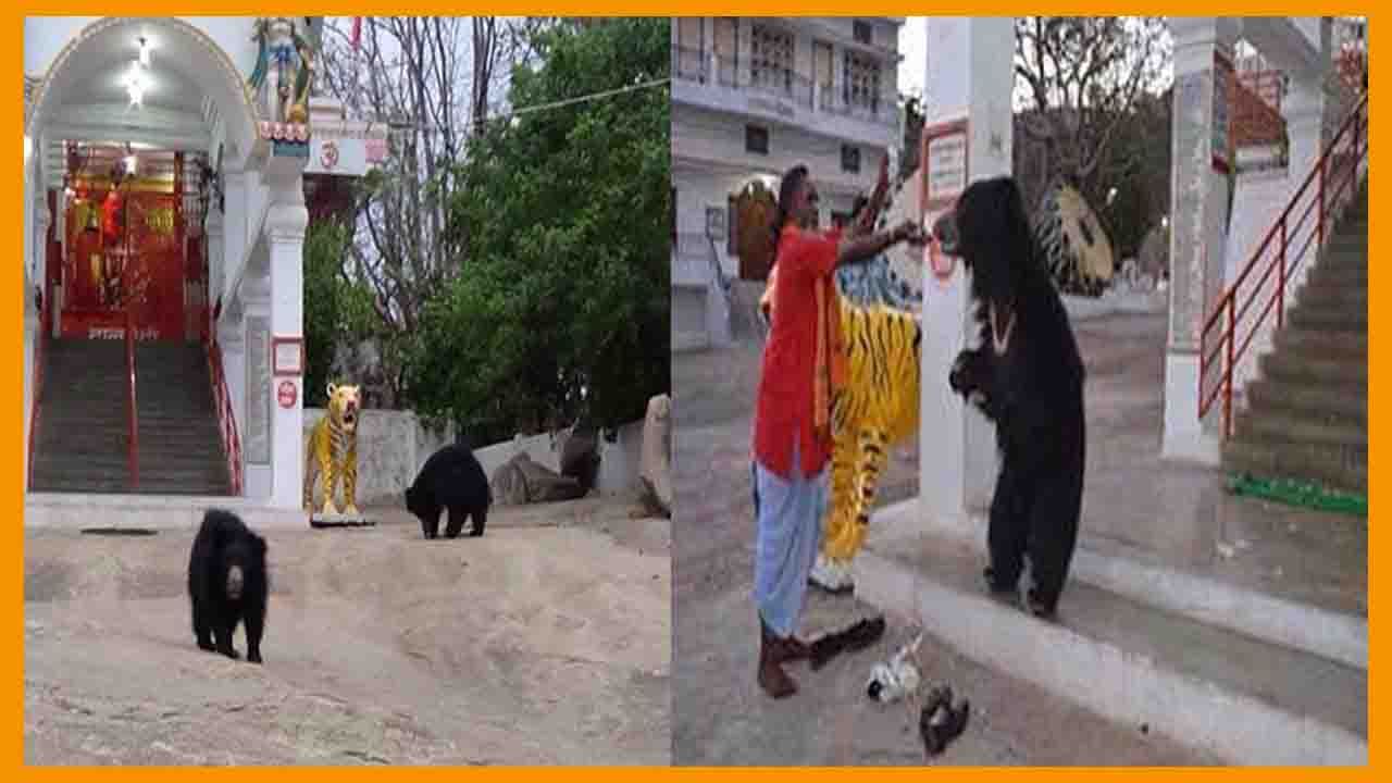 Bears Visit Temple: ఛత్తీస్‌ఘడ్ చండీ దేవాలయంలో అద్భుతం.. పూజారి గంట కొట్టగానే పరిగెత్తుకుంటూ వస్తున్న ఎలుగుబంట్లు