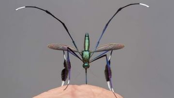 Beautiful Mosquito: ప్రపంచంలోనే అత్యంత 'అందమైన దోమ'.. ఎక్కడ.. ఏ దేశంలో ఉందంటే..