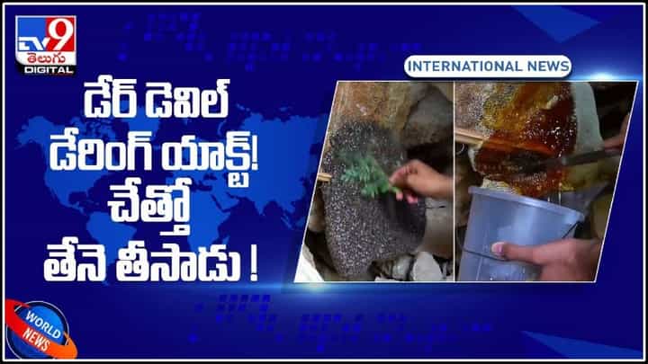 డేర్ డెవిల్ వినూత్న డేరింగ్ యాక్ట్..! చేత్తో తేనె తీయడం ఎప్పుడైనా చూసారా..?: Extracts Honey With Hands Video. డేర్ డెవిల్ వినూత్న డేరింగ్ యాక్ట్..! చేత్తో తేనె తీయడం ఎప్పుడైనా చూసారా..?: Extracts Honey With Hands Video.