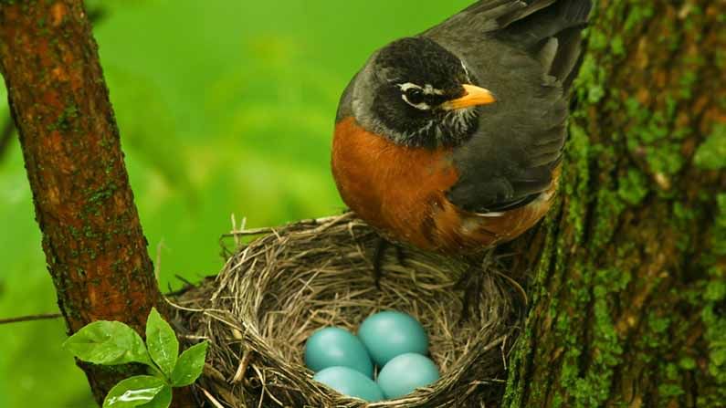 Birds: మీకు తెలుసా? గుడ్లలో ఉన్నపుడే పక్షులు కిలకిలారావాలను నేర్చుకుంటాయి..