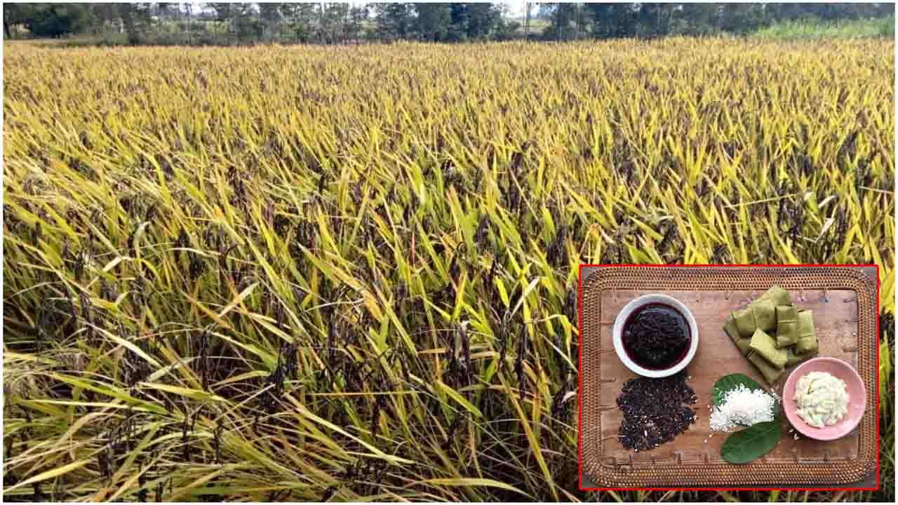 Black Rice Benefits: ఏపీలో పెరుగుతున్న కొత్త వంగడాల సాగు.. బ్లాక్ రైస్‌తో ఎన్నో ప్రయోజనాలు..!