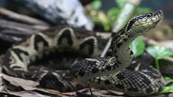 Brazilian Viper Venom: ప్రాణాలు తీసే పాము విషంతోనే కరోనాకు మందు.. ప్రయోగాల ద్వారా తేల్చిన పరిశోధకులు