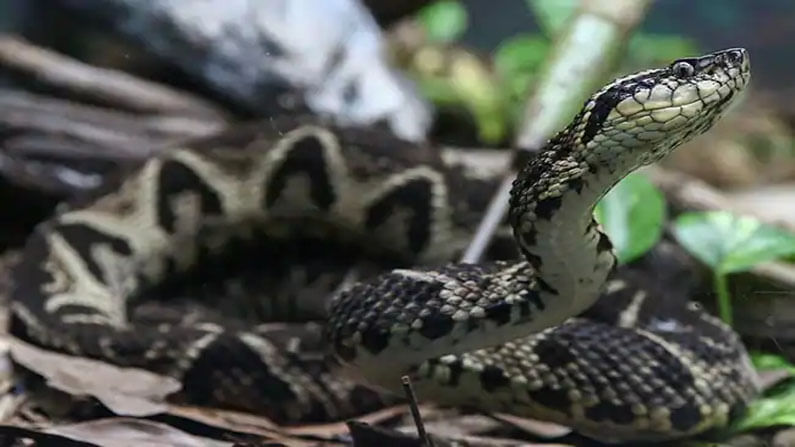 Brazilian Viper Venom: ప్రాణాలు తీసే పాము విషంతోనే కరోనాకు మందు.. ప్రయోగాల ద్వారా తేల్చిన పరిశోధకులు