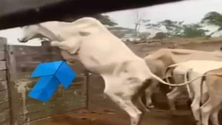 Viral video : మేక పై సవారీ చేసిన కోతి పిల్ల .. నెటిజన్ల మనసు దోచుకుంటున్న వీడియో..