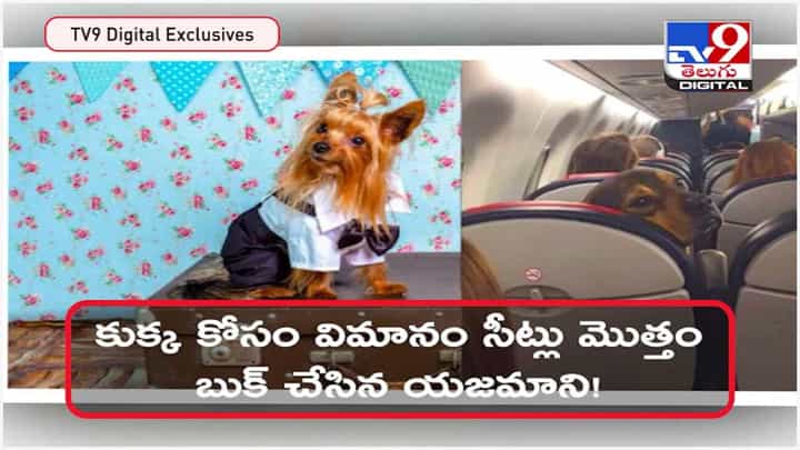 Viral Video: కుక్క కోసం బిజినెస్ కేబిన్ మొత్తం బుక్ చేసిన యజమాని.. ఖర్చు ఎంతో తెలిస్తే షాక్ అవుతారు..?? వీడియో Viral Video: కుక్క కోసం బిజినెస్ కేబిన్ మొత్తం బుక్ చేసిన యజమాని.. ఖర్చు ఎంతో తెలిస్తే షాక్ అవుతారు..?? వీడియో