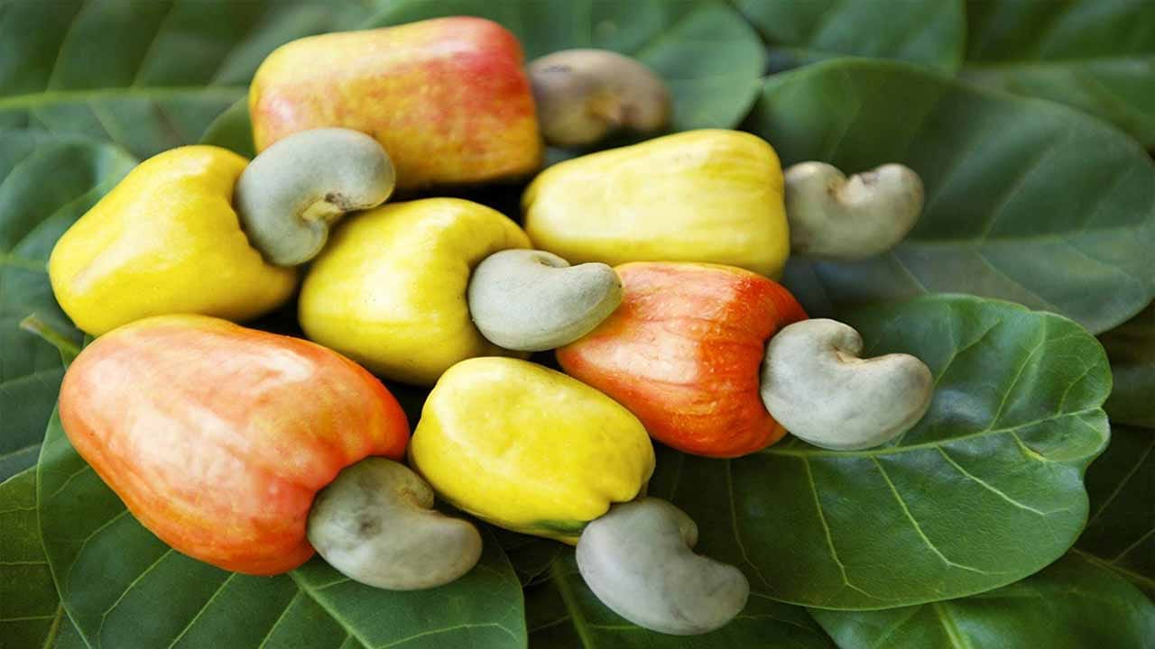 Cashew Benefits జీడిపప్పులోని పవర్ ఫుల్ హెల్త్ బెనిఫిట్స్.. ప్రతి