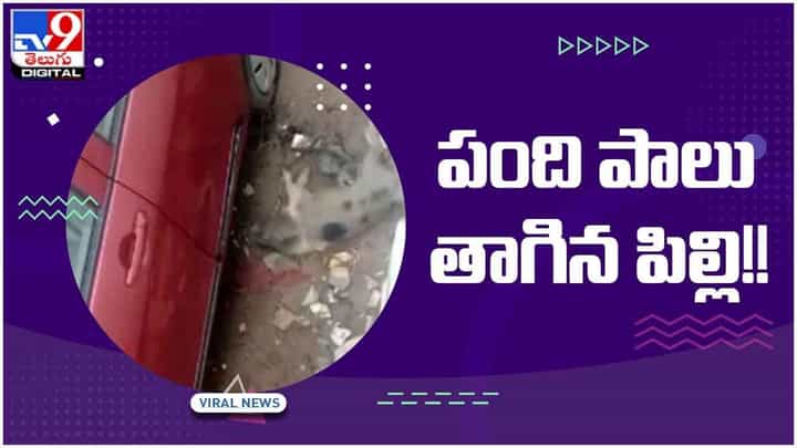 Viral Video: మహబూబ్నగర్ జిల్లాలో వింత సంఘటన.. పంది పాలు తాగిన పిల్లి.. వీడియో Viral Video: మహబూబ్నగర్ జిల్లాలో వింత సంఘటన.. పంది పాలు తాగిన పిల్లి.. వీడియో
