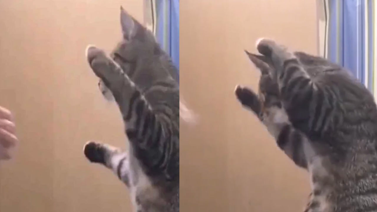 Cat Viral Video: 'కాపీ క్యాట్' అన్న పదానికి ఈ పిల్లి సరిగ్గా సరిపోతుంది.. మార్జాలం చేసిన పని చూస్తే..