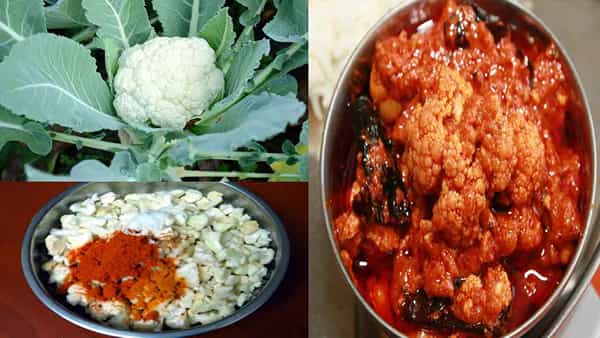 Cauliflower Pickle: ఆంధ్రా స్టైల్ లో ఈజీగా రుచికరమైన కాలిప్లవర్ నిల్వ పచ్చడి తయారీ ఎలా అంటే..