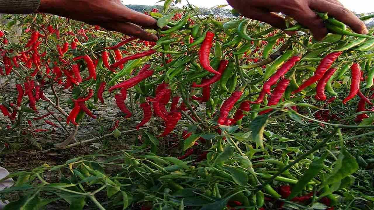 Chilli Farming: మిరప సాగులో కొత్త ఒరవడి.. ఉత్తమ రకాలతో భారీ ఉత్పత్తి.. తక్కువ ఖర్చుతో అధిక లాభాలు..