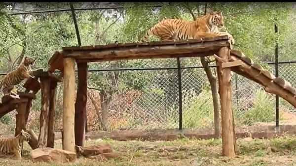 జంతువుల జిమ్ వర్కౌట్స్.. జూ పార్క్లో మూగజీవాల ఎక్సర్సైజులు చూస్తే ఫిదా కావాల్సిందే..