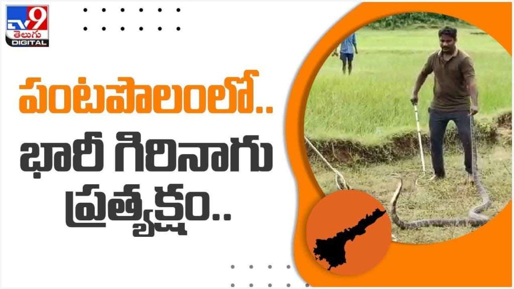 Viral Video: విశాఖలోని శంభువాని పాలెంలో 15 అడుగుల పొడవైన గిరి నాగు ప్రత్యక్షం..!! వీడియో Viral Video: విశాఖలోని శంభువాని పాలెంలో 15 అడుగుల పొడవైన గిరి నాగు ప్రత్యక్షం..!! వీడియో