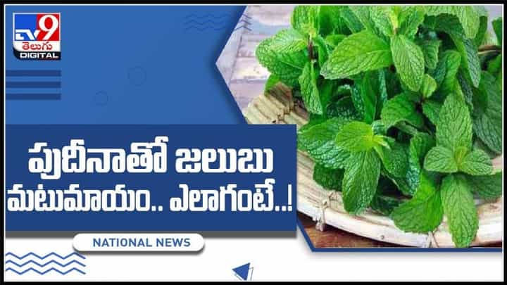 పుదీనా ఆవిరితో జలుబు మటుమాయం.. సీజనల్ వ్యాధికి.. వెంటనే చెక్ పెట్టండి..: Mint Steam Video పుదీనా ఆవిరితో జలుబు మటుమాయం.. సీజనల్ వ్యాధికి.. వెంటనే చెక్ పెట్టండి..: Mint Steam Video